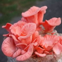 PLANTO Hlíva růžová (Pleurotus djamor) 1l, mycelium na zrně PO-1L-HR