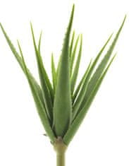 C7.cz Aloe vera zelená V61