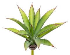 C7.cz Aloe zelená v25 cm (FB109932800)
