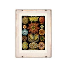 Vintage Posteria Dekorativní plakát Ascidiae Haeckel Ernst A2 - 42x59,4 cm