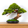 Bondek Pokojová dekorativní bonsai - borovice, výška 37 cm (PN-71)