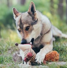 Akinu Český les liška podšitá textilní hračka pro psy