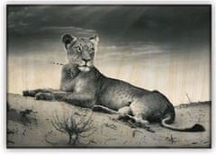 Helma Obraz dřevěný: Lioness, 485x340