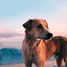 HARLEY® Svítící obojek pro psy, Obojky pro psy, Svítící obojek | PETSHINE Malá plemena