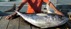 Adelfio Conserve Bůček červeného tuňáka v olivovém oleji, 200 g - TOP ITALIAN FOOD 2024 Gambero Rosso