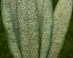 Agro Natura Bylinková směs na svilušky 10x10 g