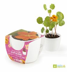 Radis et Capucine Mini zahrádka - mini květináč ceramic s lichořeřišnicí