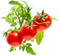 Click and Grow Smart Garden sazenice Mini rajčata
