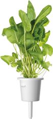 Click and Grow Smart Garden sazenice mix salátů