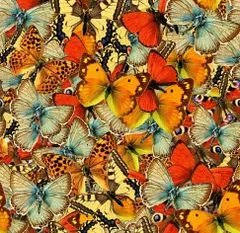 Grafika Puzzle Svět motýlků