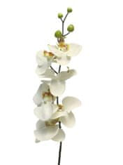 C7.cz Orchidej - phalaenopsis 'Milan' krémová 78 cm