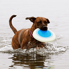 Planet Dog Orbee-Tuff Zoom Flyer Frisbee 16,5cm fosfor/oranžový