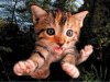 Puzzle Skákající kočka: Fuzzbucket 3D 500 dílků