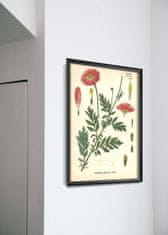 Vintage Posteria Dekorativní plakát Aster s botanickým tiskem A4 - 21x29,7 cm