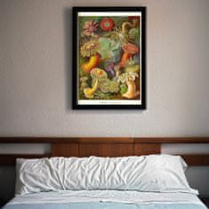 Vintage Posteria Dekorativní plakát Actiniae Haeckel Ernst A1 - 59,4x84,1 cm