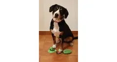 Merco Doggie hračka pro psy zelená