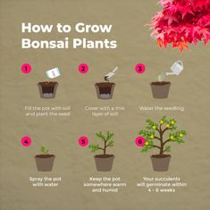 Grow Buddha DIY SET - BONSAJ, pěstování 4 druhů rostlin